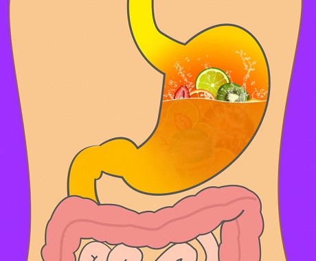 optimal food culture for-continuous health,زمان هزم میوه و سبزیجات